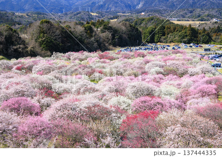 いなべ市梅林公園 　満開の枝垂れ梅 137444335
