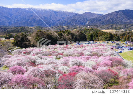 いなべ市梅林公園 満開の枝垂れ梅 いなべ市梅林公園 満開の枝垂れ梅 137444338