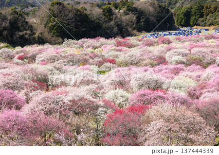 いなべ市梅林公園 　満開の枝垂れ梅 137444339