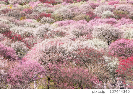 いなべ市梅林公園 　満開の枝垂れ梅 137444340