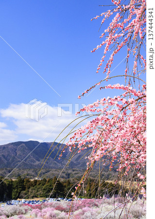 いなべ市梅林公園 満開の枝垂れ梅 いなべ市梅林公園 満開の枝垂れ梅 137444341