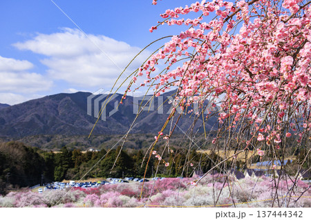 いなべ市梅林公園 満開の枝垂れ梅 いなべ市梅林公園 満開の枝垂れ梅 137444342
