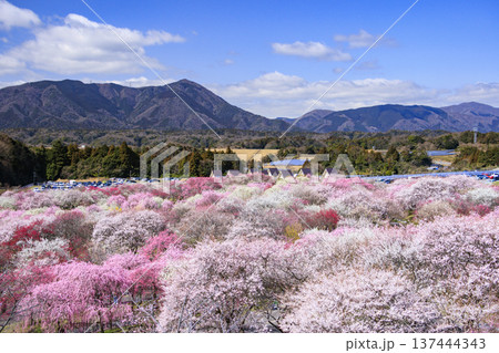いなべ市梅林公園 満開の枝垂れ梅 いなべ市梅林公園 満開の枝垂れ梅 137444343