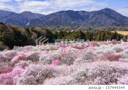 いなべ市梅林公園 　満開の枝垂れ梅 137444344