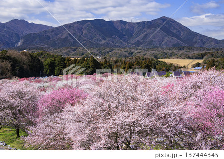 いなべ市梅林公園 　満開の枝垂れ梅 137444345