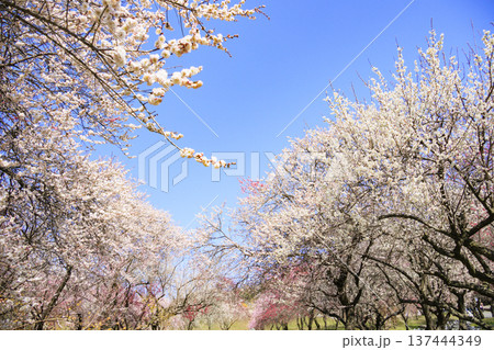 いなべ市梅林公園 　満開の枝垂れ梅 137444349