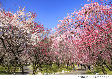 いなべ市梅林公園 満開の枝垂れ梅 いなべ市梅林公園 満開の枝垂れ梅 137444352
