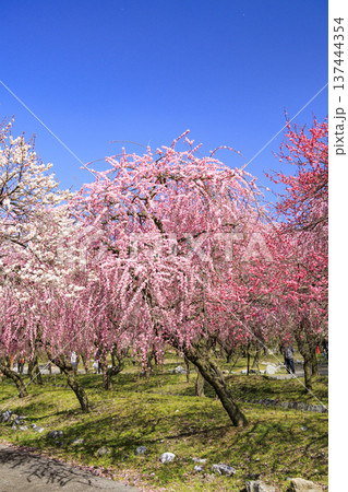いなべ市梅林公園 満開の枝垂れ梅 いなべ市梅林公園 満開の枝垂れ梅 137444354