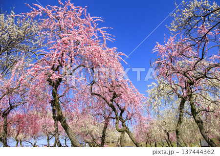 いなべ市梅林公園 　満開の枝垂れ梅 137444362