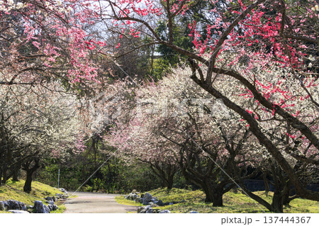 いなべ市梅林公園 　満開の枝垂れ梅 137444367