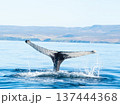 クジラの尾ひれ 137444368