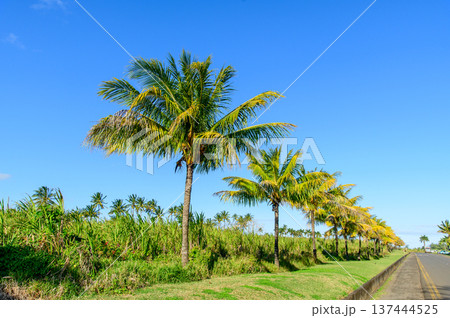 モーリシャスで眺めるとても美しい緑の風景 137444525