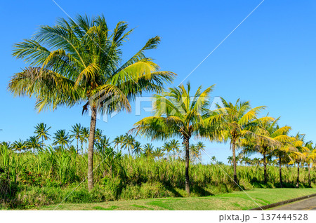 モーリシャスで眺めるとても美しい緑の風景 137444528