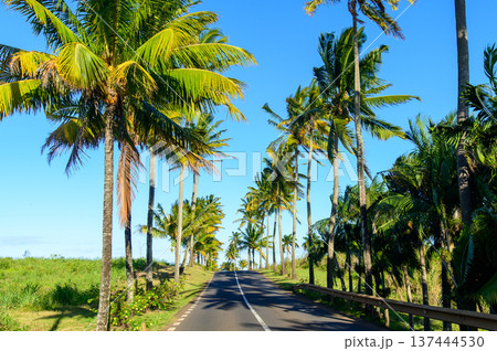 モーリシャスで眺めるとても美しい緑の風景 137444530