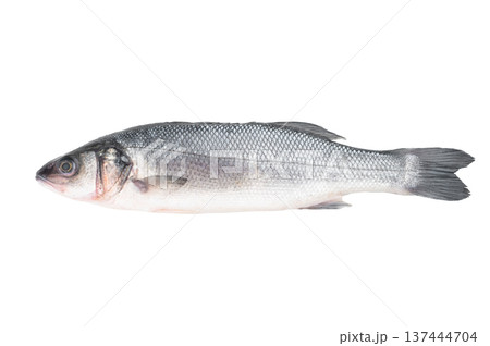 Whole raw seabass isolated on white background, fresh silver marine fish with clean scales, healthy seafood ingredient for Mediterranean cooking and gourmet cuisine.. Whole raw seabass isolated on white background, fresh silver marine fish with clean scales, healthy seafood ingredient for Mediterranean cooking and gourmet cuisine.. 137444704