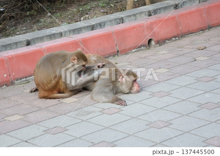 ネパールルンビニの街で毛繕いしている野生の猿のいる風景 137445500