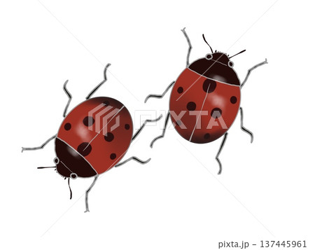 テントウムシ 137445961
