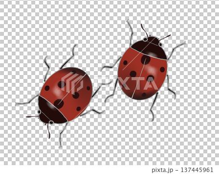 テントウムシ 137445961