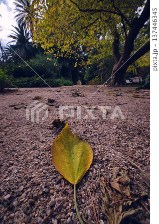 autumn park with yellow leaves autumn park with yellow leaves 137446345