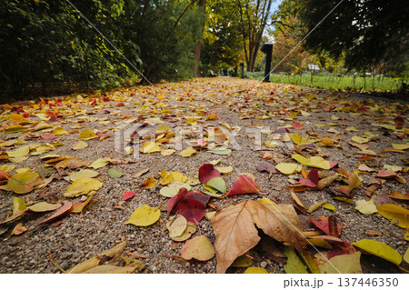 autumn park with yellow leaves autumn park with yellow leaves 137446350
