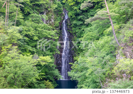 新緑の深い森の中から真っ直ぐに流れ落ちる群馬県の不動の滝 137446973