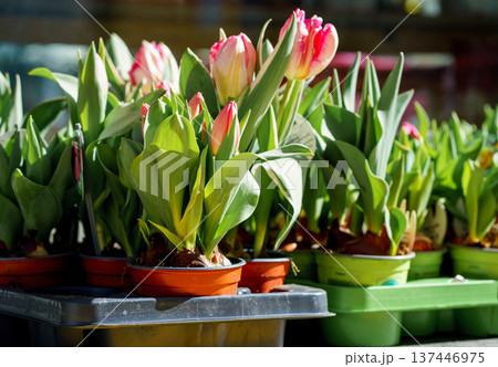 Spring tulips growing in small pots at outdoor flower market. Bright natural light, gardening concept, seasonal plants for home decoration and gifts. Spring tulips growing in small pots at outdoor flower market. Bright natural light, gardening concept, seasonal plants for home decoration and gifts. 137446975