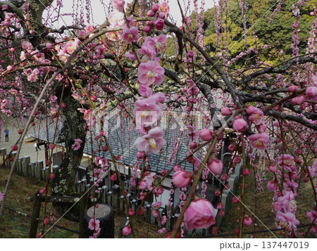 大縣神社の枝垂れ梅 大縣神社の枝垂れ梅 137447019