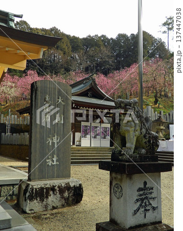 大縣神社の枝垂れ梅 137447038
