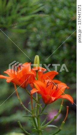 携帯松受け画面鮮やかなオレンジ色の百合の花 携帯松受け画面鮮やかなオレンジ色の百合の花 137447171