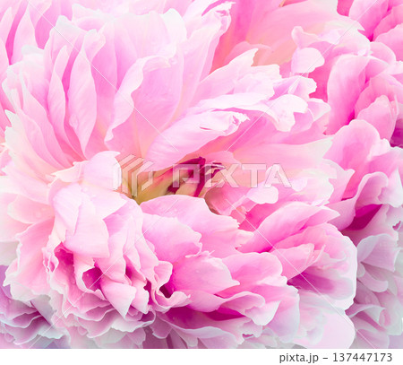 Peony  flower. Floral pink background.  Macro.   Nature. 137447173