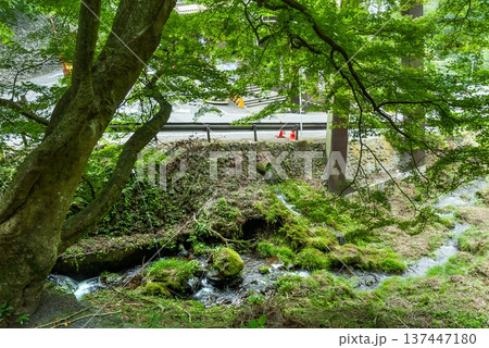 御岳登山鉄道・滝本駅前の新緑、豊かな森林と沢を流れる清流が織りなす奥多摩の自然景観 137447180