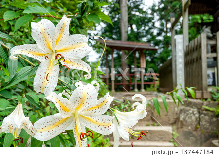 武蔵御嶽神社・大口真神社に咲くヤマユリ、おいぬ様を祀る聖域を彩る夏の花風景 武蔵御嶽神社・大口真神社に咲くヤマユリ、おいぬ様を祀る聖域を彩る夏の花風景 137447184