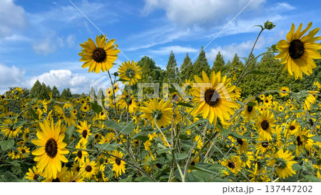 夏の青空とひまわり畑　広島県世羅郡世羅町 137447202
