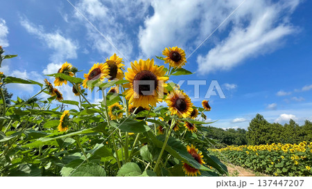 夏の青空とひまわり畑に咲く大きなひまわり 広島県世羅郡世羅町 夏の青空とひまわり畑に咲く大きなひまわり 広島県世羅郡世羅町 137447207