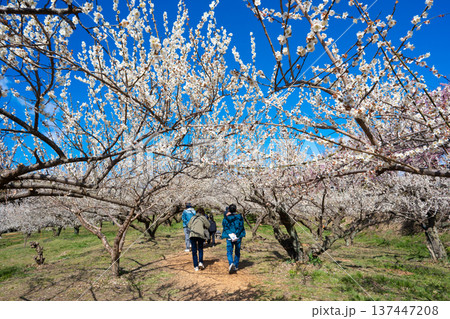 群馬・箕郷梅林 137447208