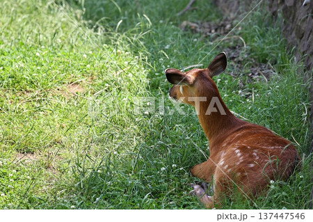日陰の草の上に座り休むシタツンガのメス 137447546
