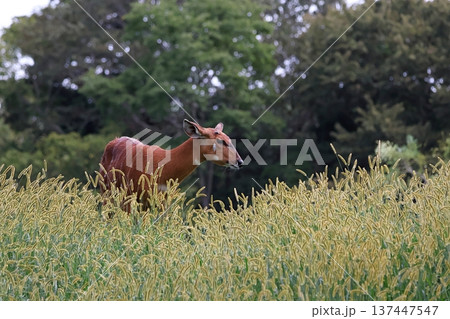 エノコログサの茂みの中に立つシタツンガのメス 137447547