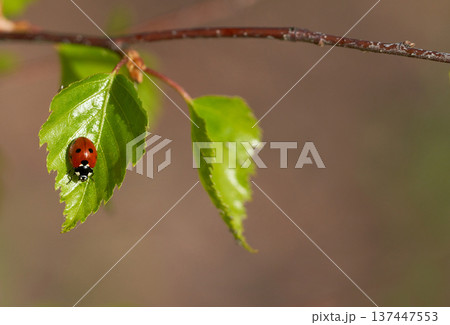 ladybug on a green leaf in the spring forest. macro 137447553