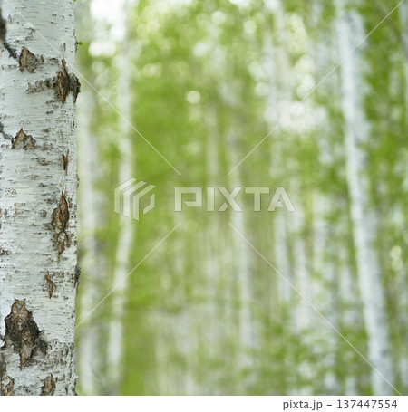 birch forest in sunlight in the morning on blur background with bokeh.    137447554
