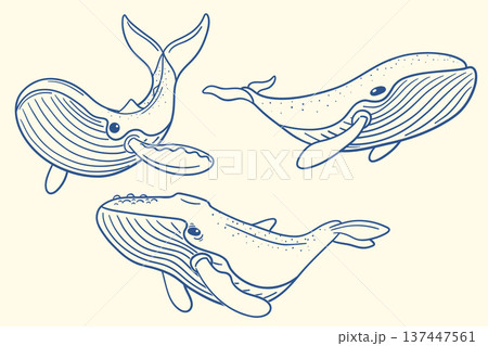 Whale outline set with humpback whales swimming in ocean in childlike hand drawn style 137447561