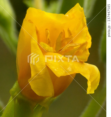 Red-stemmed Oslinnik. yellow flower on green background with bokeh and space for text. Closeup. Nature. Red-stemmed Oslinnik. yellow flower on green background with bokeh and space for text. Closeup. Nature. 137447585