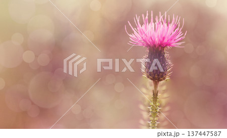 Floral  background. Purple thorny thistle flower. Closeup.  Nature. 137447587
