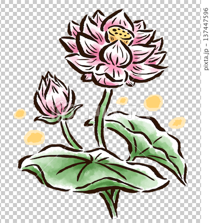 蓮の花 筆タッチ手描きイラスト 蓮の花 筆タッチ手描きイラスト 137447596