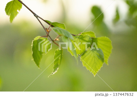 Green birch leaves. Natural background. Nature. Green birch leaves. Natural background. Nature. 137447632