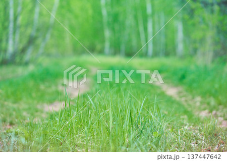 Green grass. Spring background. Path in a birch forest. Soft focus. Nature Green grass. Spring background. Path in a birch forest. Soft focus. Nature 137447642