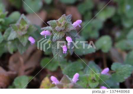 早春の道端に咲くピンク色の小さなヒメオドリコソウの花 137448068