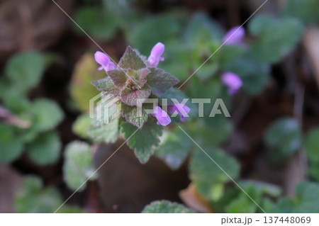 早春の道端に咲くピンク色の小さなヒメオドリコソウの花 137448069