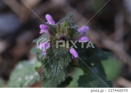 早春の道端に咲くピンク色の小さなヒメオドリコソウの花 137448070
