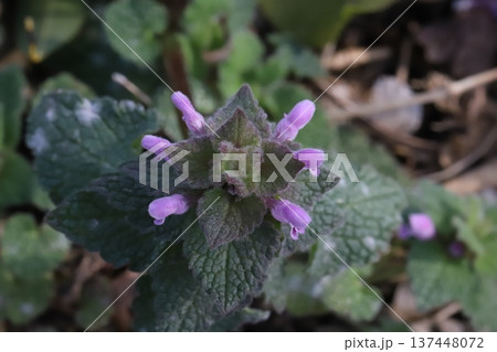 早春の道端に咲くピンク色の小さなヒメオドリコソウの花 早春の道端に咲くピンク色の小さなヒメオドリコソウの花 137448072