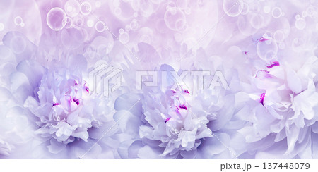 Holiday card with peony flowers. Floral background. Close-up. Nature. Holiday card with peony flowers. Floral background. Close-up. Nature. 137448079